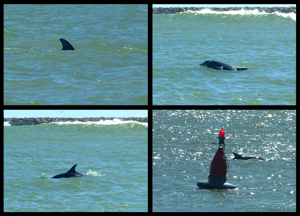 (01) dolphin montage.jpg   (1000x720)   354 Kb                                    Click to display next picture